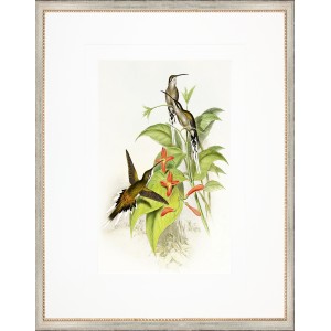 AP- GOULD HUMMINGBIRD 4